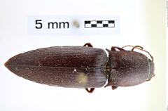 Foto (Dorsalansicht) von Lanelater hayekae (Spilman, 1985) (NHMW-ZOO-COL-0008145)